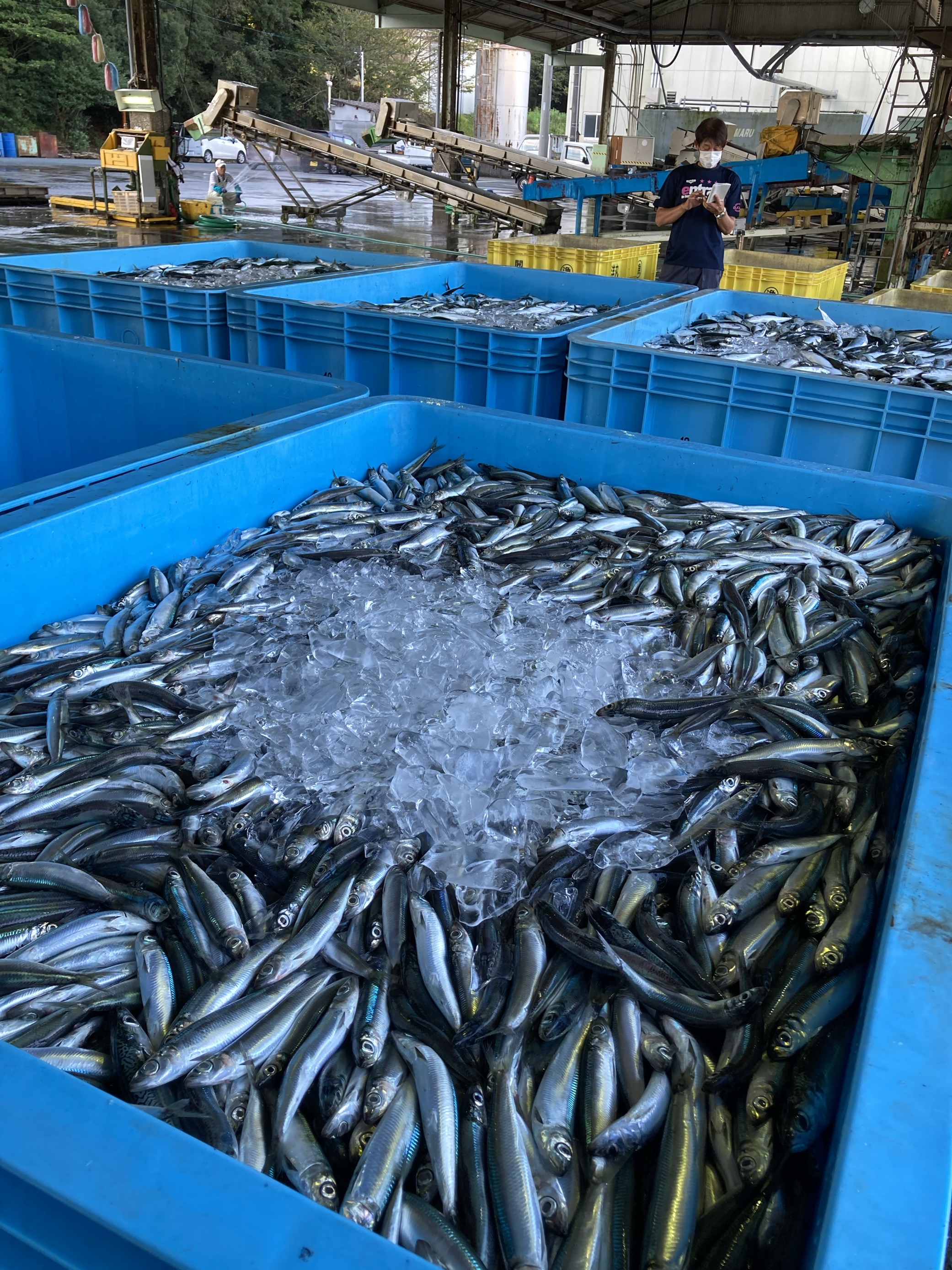 魚の写真
