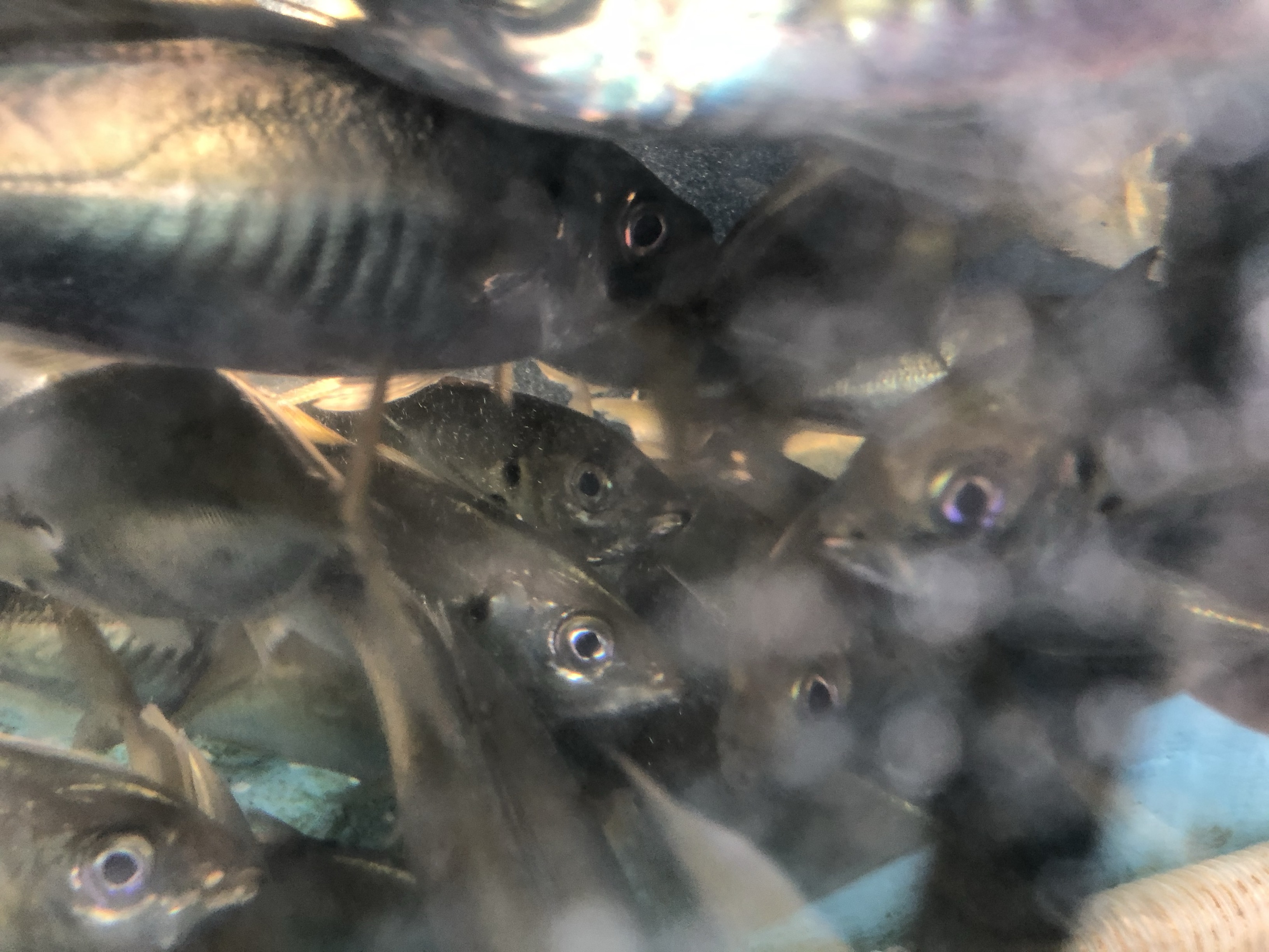 魚の写真