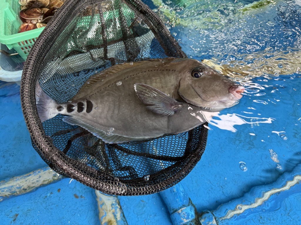 魚の写真