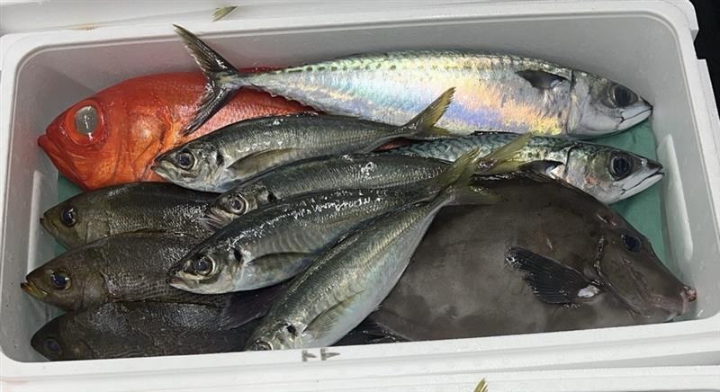 魚の写真